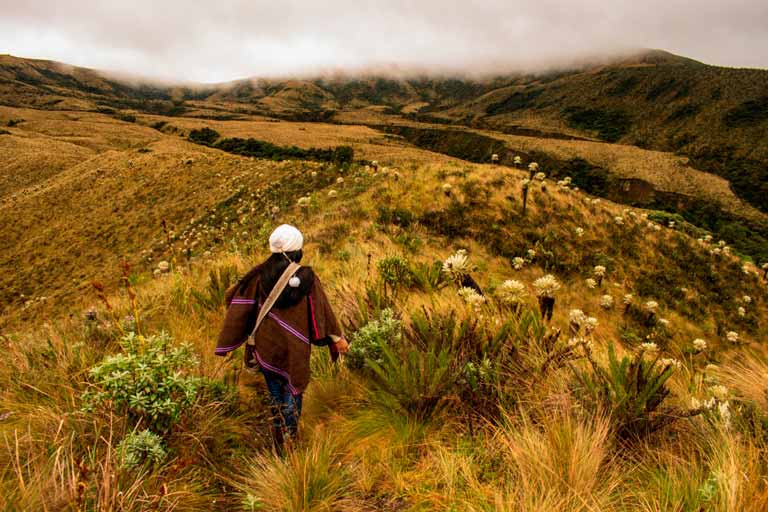 paramo